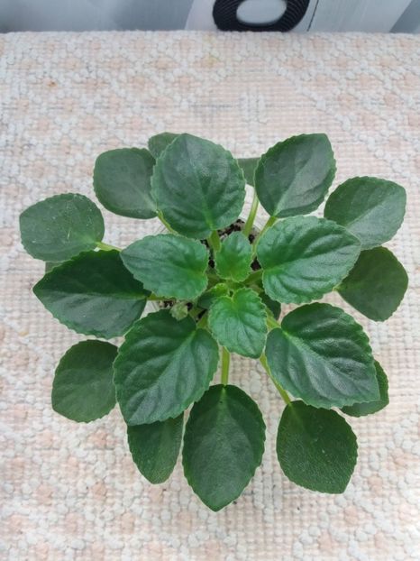 2 apr - ZZ Senk s Alchemy Parakeet