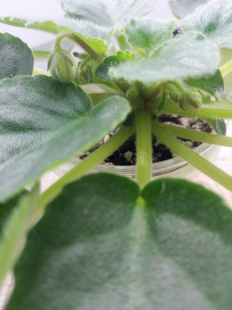 2 apr - ZZ Senk s Alchemy Parakeet