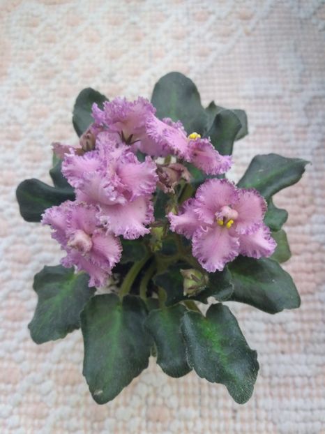 1 apr - ZZ Rob s Hopscotch