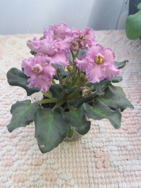 1 apr - ZZ Rob s Hopscotch