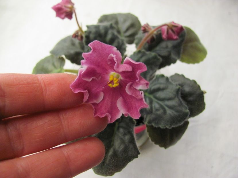  - zzzRS Magia Karmen