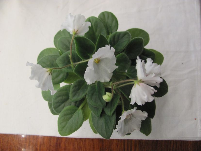  - ZZZAlan-s White Feather