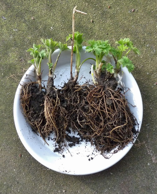  - 2018 - 01 - Primavara