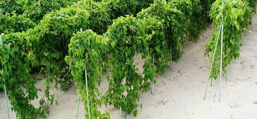Dioscorea Opposita seminte pentru cultivat - ACASA-Seminte 2018