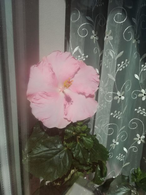  - Hibiscus