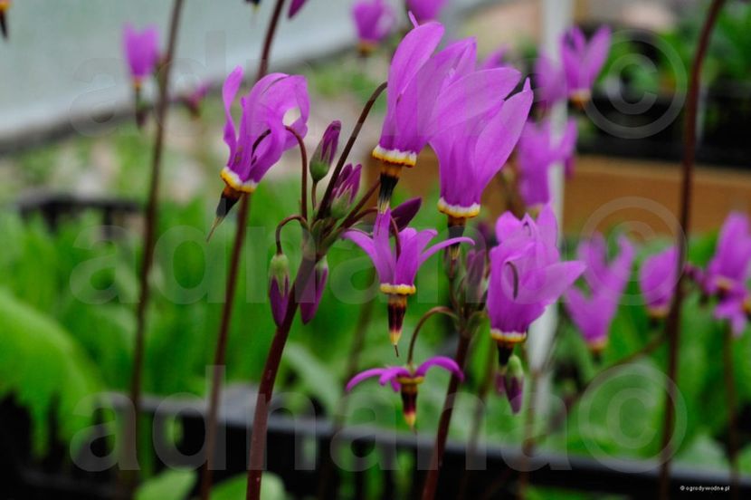  - Stea cazatoare - Dodecatheon tetrandrum