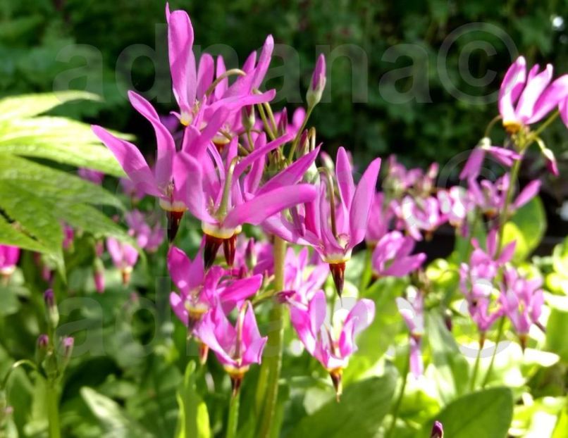  - Stea cazatoare - Dodecatheon tetrandrum