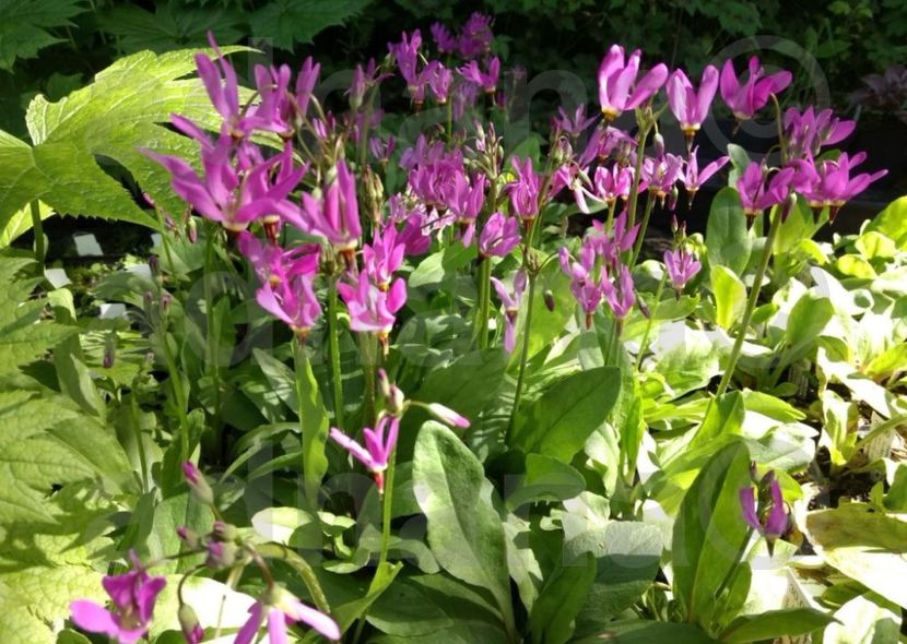  - Stea cazatoare - Dodecatheon tetrandrum