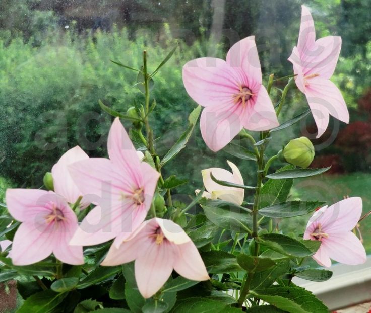  - Floarea balon - Platycodon grandiflorus