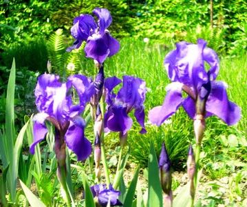 irisi rizomii 3 lei - Plante de vanzare