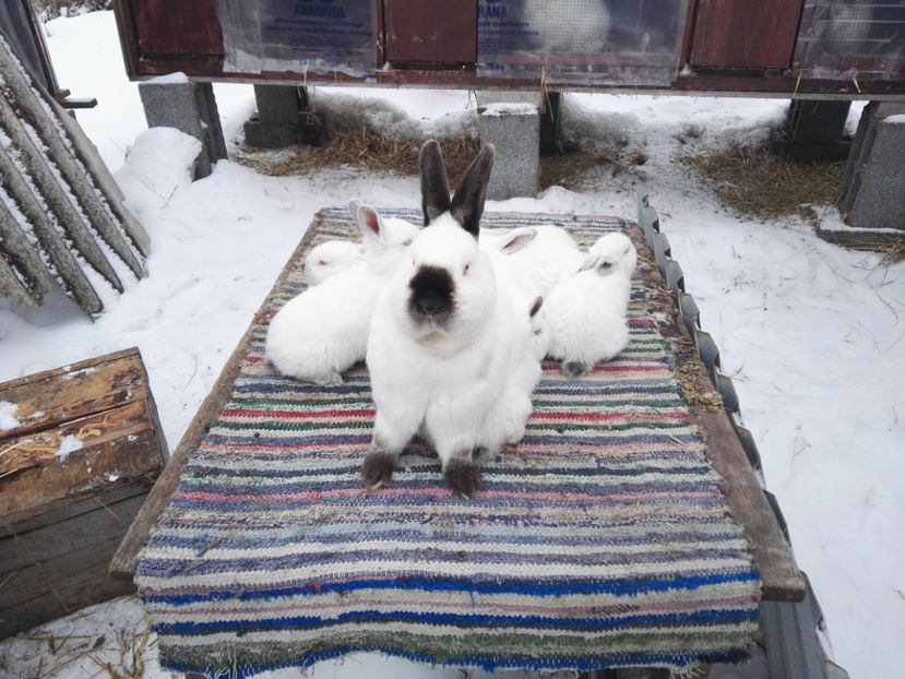 Campioana judeteana Suceava - Iepuri