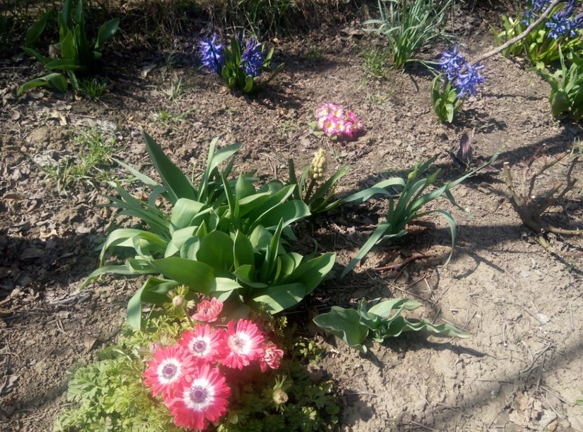 3 aprilie - gradina 2018