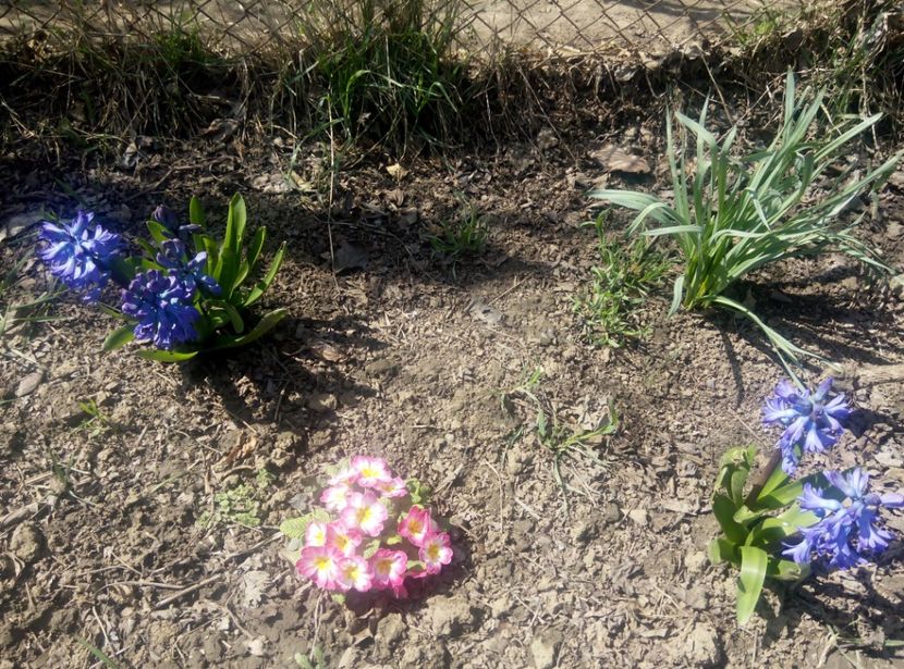 3 aprilie - gradina 2018