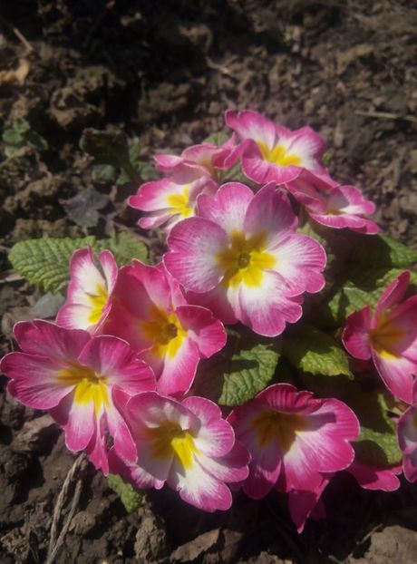 3 aprilie - gradina 2018