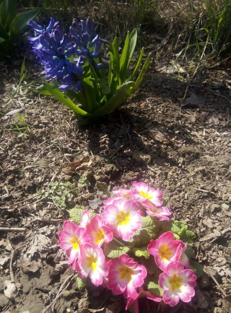 3 aprilie - gradina 2018