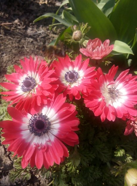 3 aprilie-anemona - gradina 2018