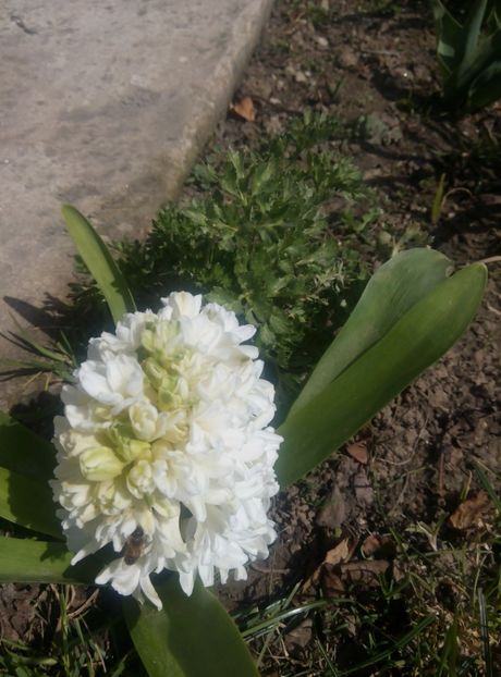 3 aprilie - gradina 2018