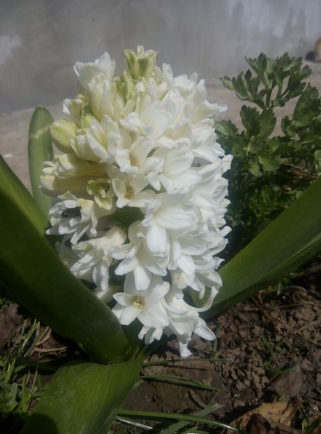 3 aprilie - gradina 2018