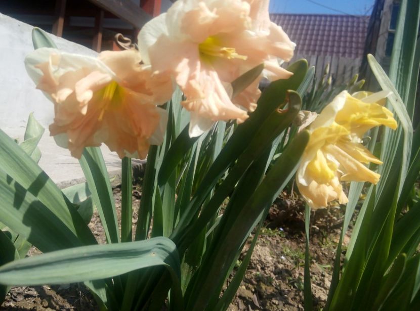 3 aprilie - gradina 2018