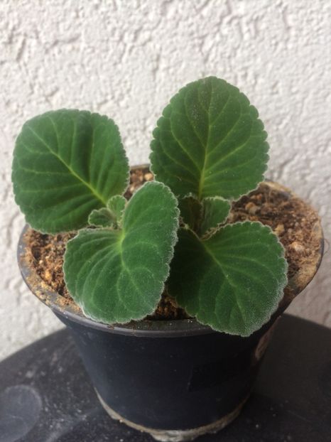 3.04.2018 - Gloxinia Burgundy Queen