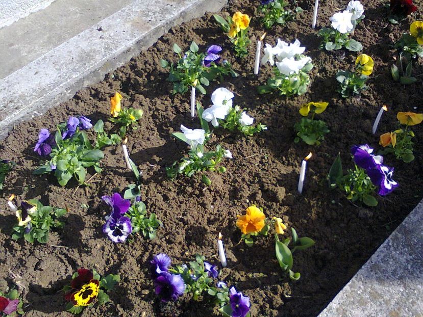 Fotografie3707 - 2018 Aranjat mormântul familial