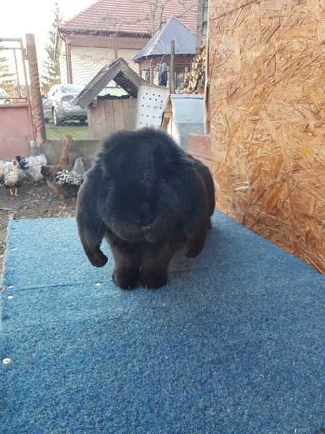  - Masculi 2018 04 03