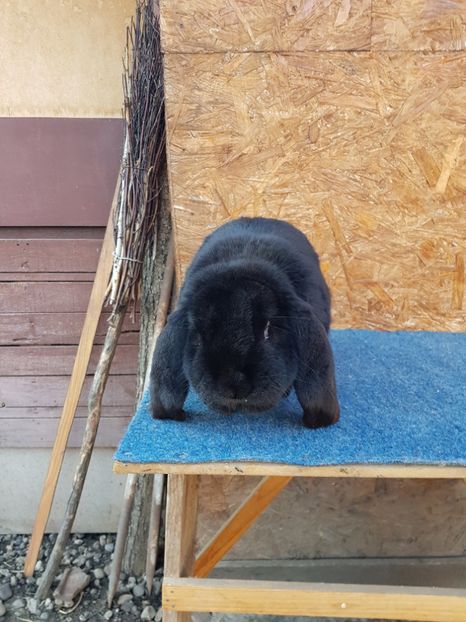  - Masculi 2018 04 03