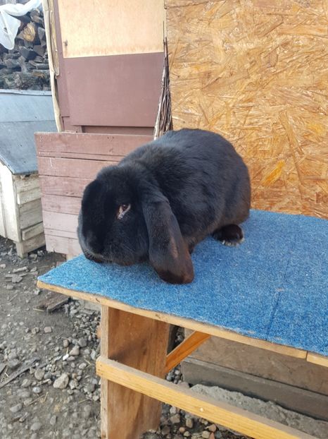  - Masculi 2018 04 03