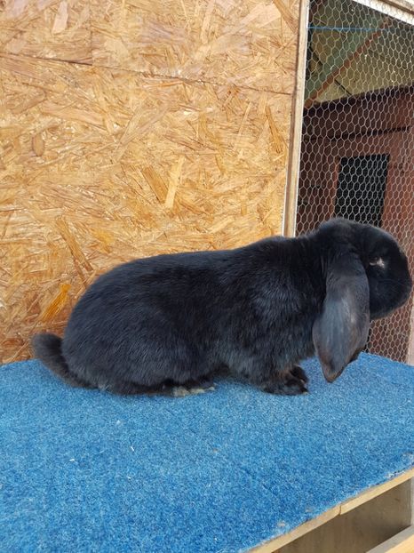  - Masculi 2018 04 03