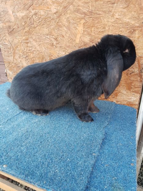  - Masculi 2018 04 03