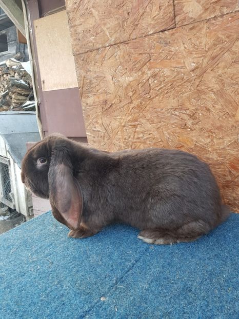  - Masculi 2018 04 03