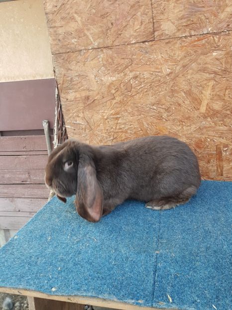  - Masculi 2018 04 03