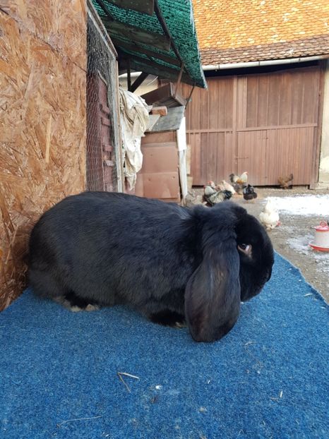  - Masculi 2018 04 03