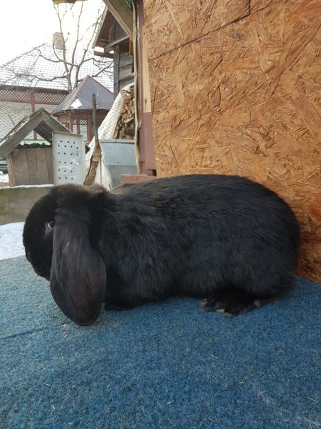  - Masculi 2018 04 03