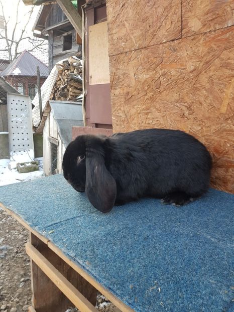  - Masculi 2018 04 03