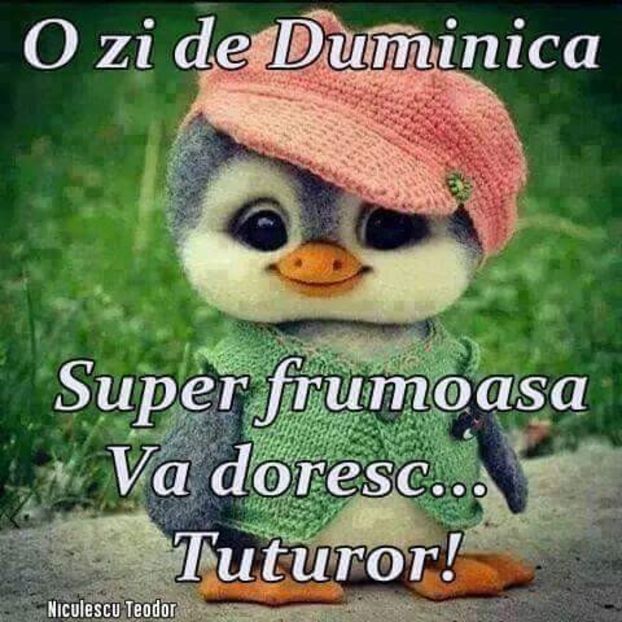  - Poze 2
