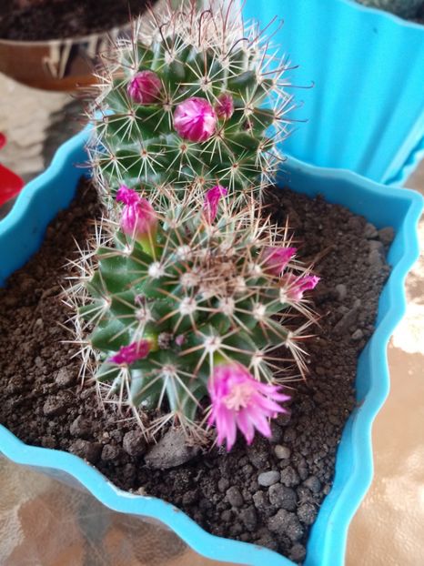 Mammillaria Backebergiana - Mammillaria