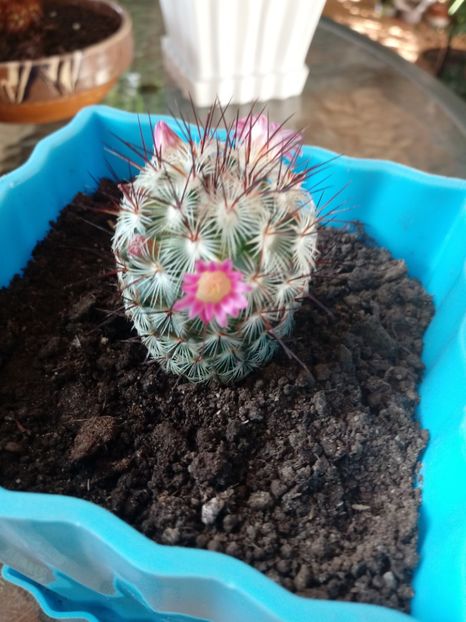 Mammillaria Microhelia - Mammillaria