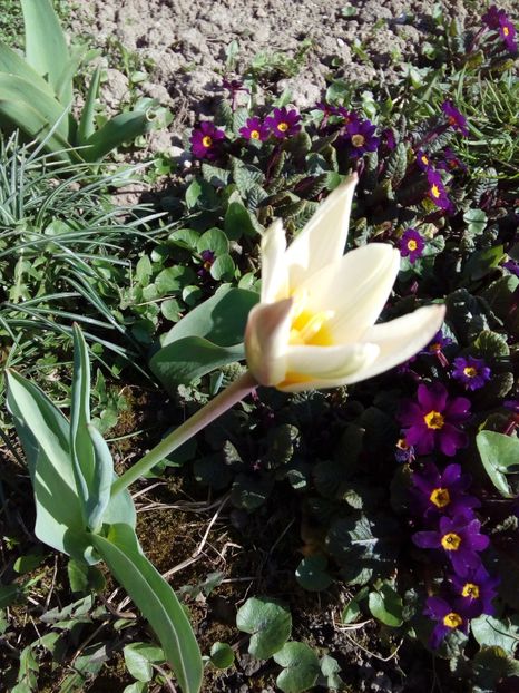  - AAAAA_LALELE 2016_2017_2018_2019