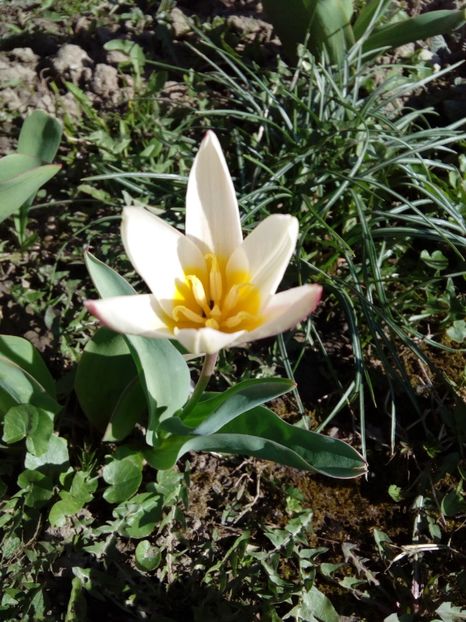  - AAAAA_LALELE 2016_2017_2018_2019