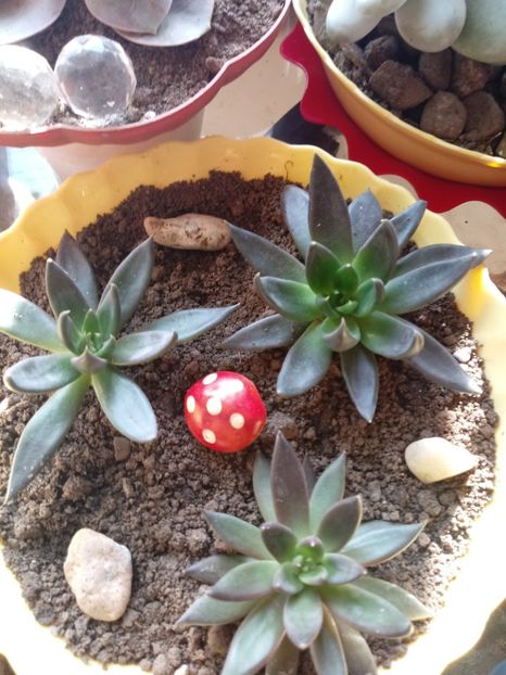 Echeveria Black Knight - Echeveria si alte suculente asemanatoare