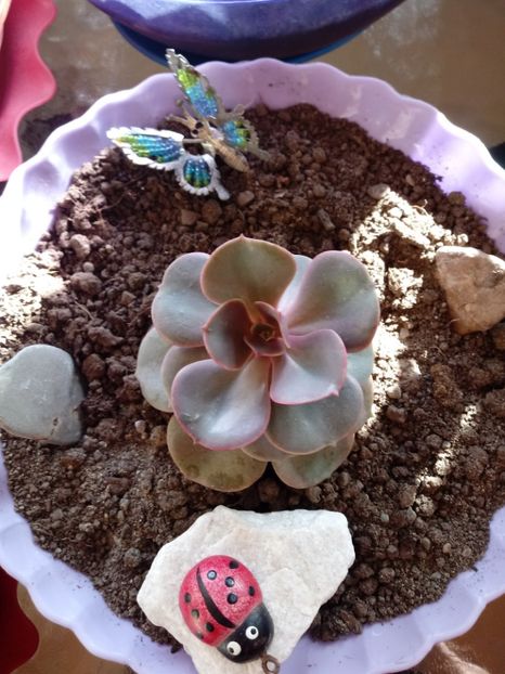 Echeveria Perle Von Nurnberg - Echeveria si alte suculente asemanatoare