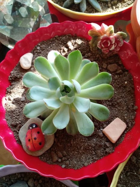  - Echeveria si alte suculente asemanatoare