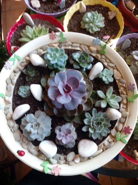 Echeveria - Echeveria si alte suculente asemanatoare