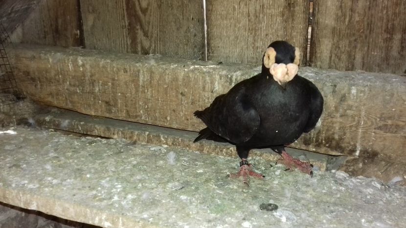 mascul 2016 - Carunculati de oradea