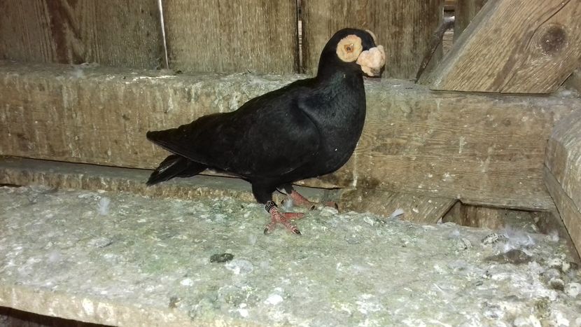  - Carunculati de oradea