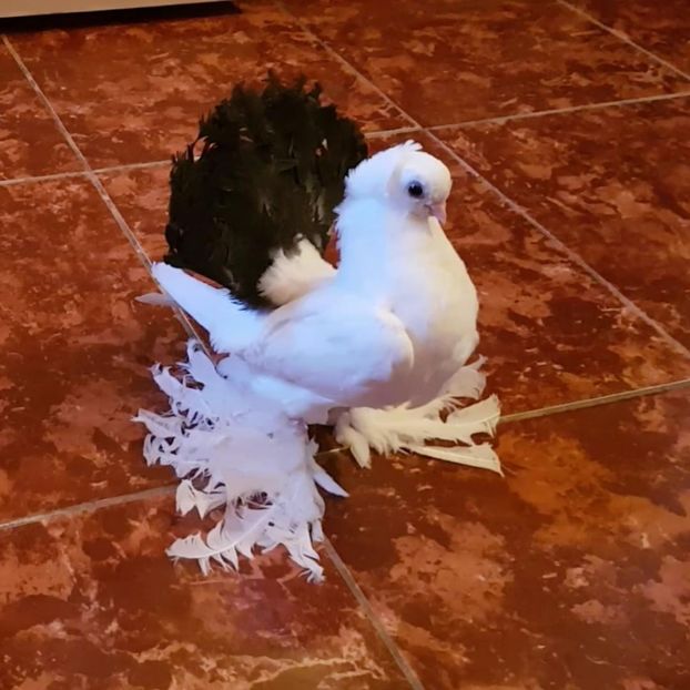  - Omski si Nordcaucazieni 2018