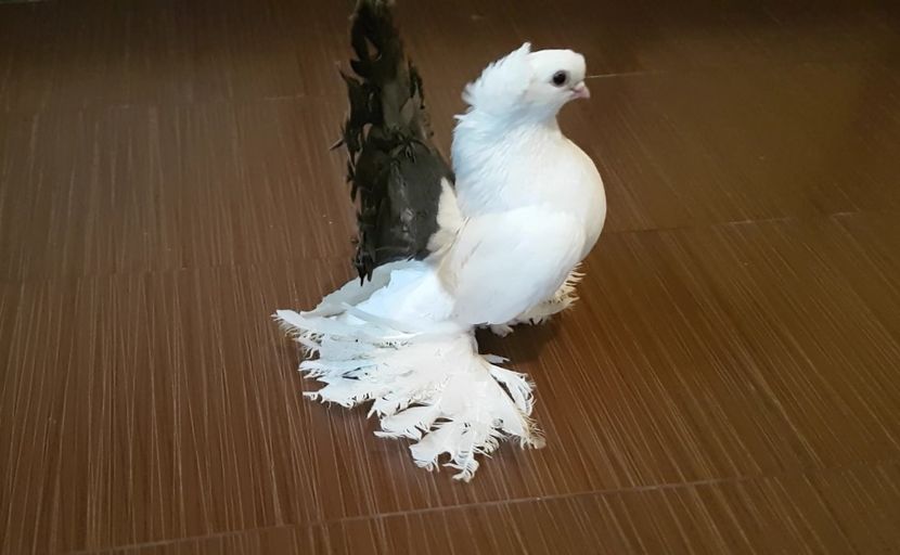  - Omski si Nordcaucazieni 2018