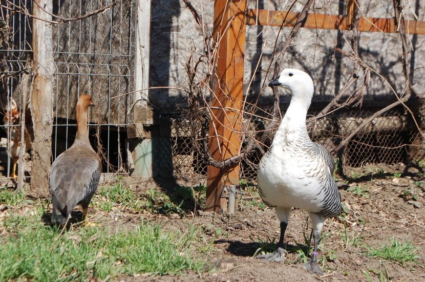  - Gaste Magellan - Chloephaga picta