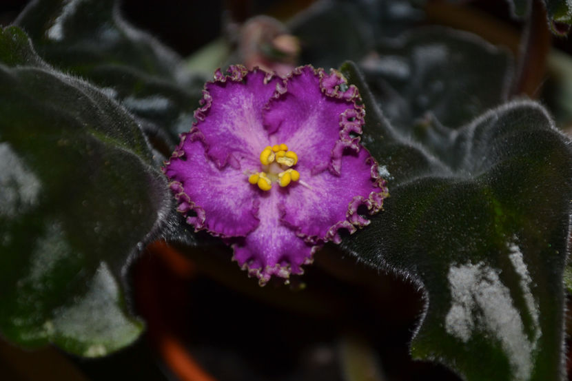 RS-Tropicanka - Violete Africane Licitatie